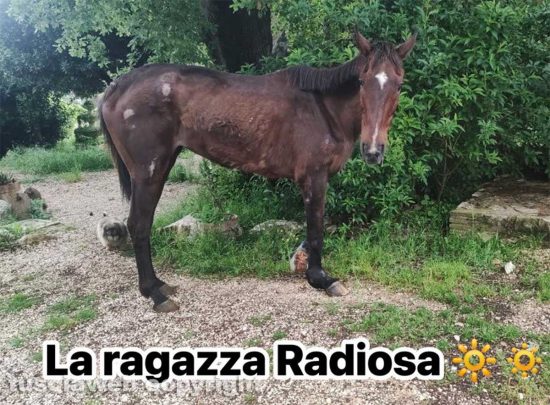 Alba Radiosa in uno dei posto dell'associazione Horse Angels