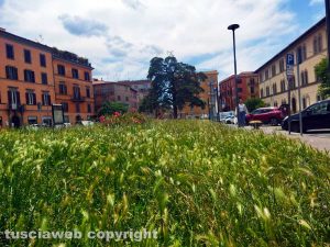 Viterbo - Piazza della Rocca - L'erba alta