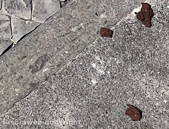 Viterbo - Gli escrementi in via Santa Rita 2