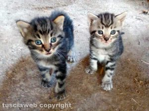 Due gattini