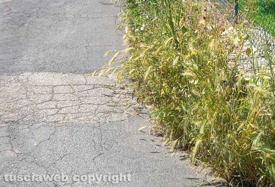 Viterbo - Erba e asfalto dissestato in via Don Minzoni