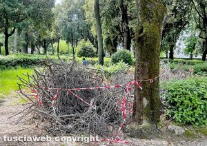 Viterbo - Alberi pericolanti a pratogiardino Lucio Battisti e la sindaca Frontini non fa niente...