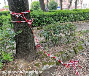 Viterbo - Alberi pericolanti a pratogiardino Lucio Battisti e la sindaca Frontini non fa niente...