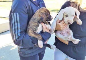 Cerveteri - Due cagnolini abbandonati sul lungomare, i responsabili identificati dalla videosorveglianza