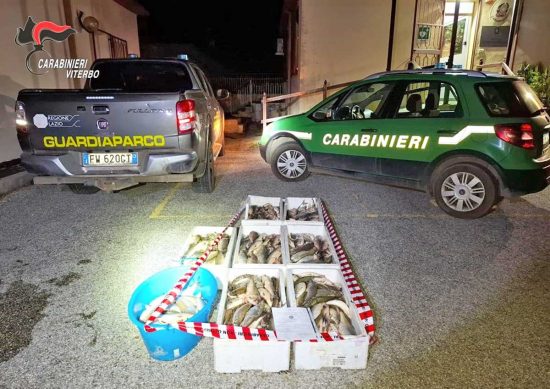Sorpresi due pescatori di frodo nel Lago di Vico, circa 200 kg di pesce sequestrato