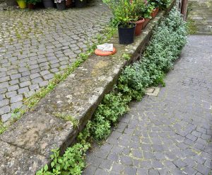 Viterbo - Degrado al Cunicchio