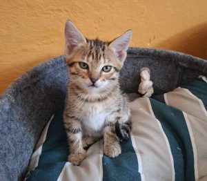 La gattina Gelsomina