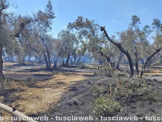 Vetralla - Uno degli uliveti distrutti dalle fiamme