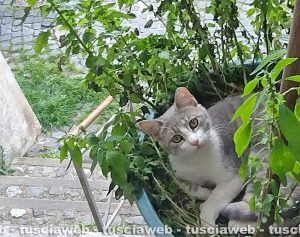Caprarola - Uno dei gatti trovati morti