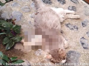 Caprarola - Uno dei gatti trovati morti