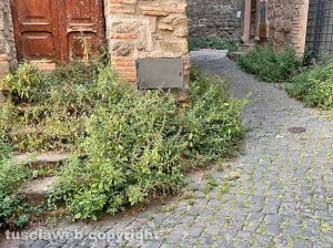 Viterbo - Erba alta in via delle Maestre