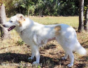 La cagnolina Fanny
