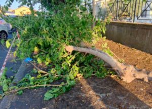 Civitavecchia - I rami caduti di un esemplare di gelso