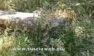 Bagnaia - L'erba alta in via Zuccari