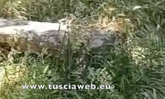 Bagnaia - L'erba alta in via Zuccari
