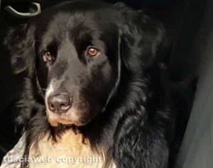 Il cane Giulio