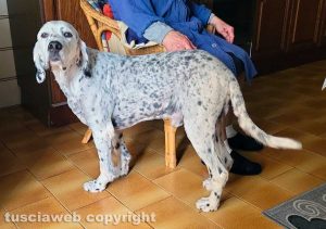 Il setter Aro