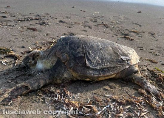 Tarquinia - Una tartaruga Caretta Caretta trovata morta in riva al mare