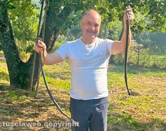 Vitorchiano - Due serpenti in campagna