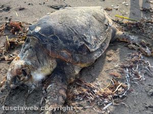 Tarquinia - Una tartaruga Caretta Caretta trovata morta in riva al mare