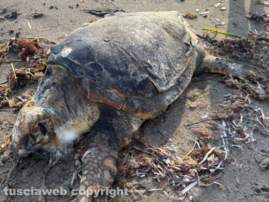 Tarquinia - Una tartaruga Caretta Caretta trovata morta in riva al mare