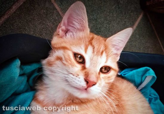 Il gatto di Mauro Brucchi