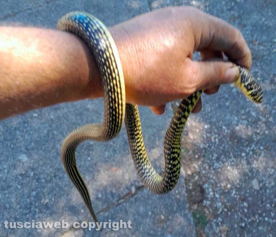 Un serpente