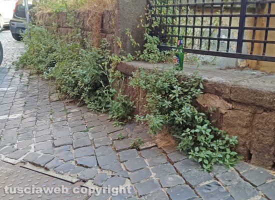 Viterbo - Erbacce in via Cesare Dobici