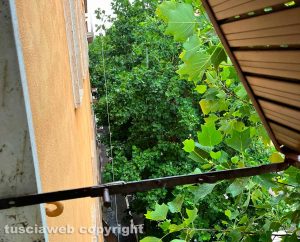 Viterbo - I rami degli alberi entrano in casa su viale Marconi