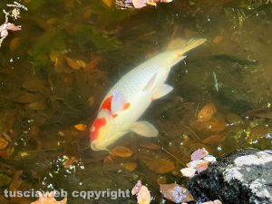 Viterbo - Chiuso il laghetto di Anna a pratogiardino Lucio Battisti