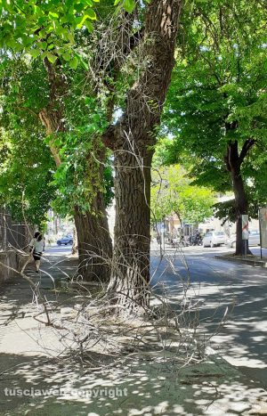 Viterbo - Rami secchi caduti in viale Trieste