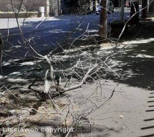 Viterbo - Rami secchi caduti in viale Trieste