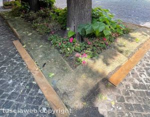 Viterbo - Piazza della morte scempiata da fiori secchi e marci
