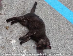 Caprarola - Uno dei gatti trovati morti