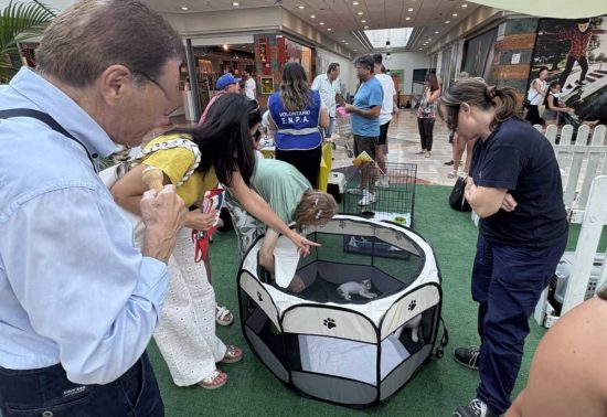 Enpa - Adotta un gatto al centro commerciale Tuscia