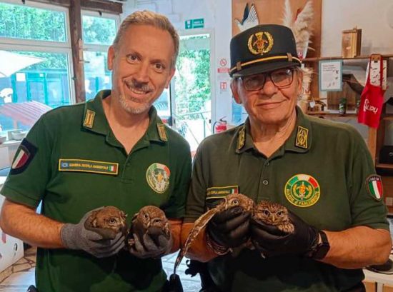 Cerveteri - Quattro civette rimaste incastrate in una canna fumaria