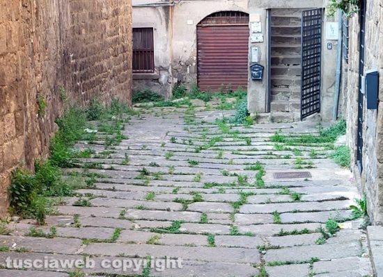 Viterbo - Erba incolta in via Scacciaricci