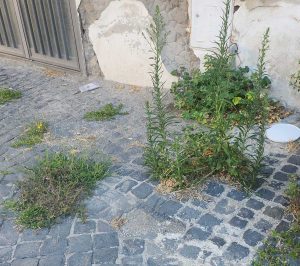 Viterbo - Erbacce a Pianoscarano