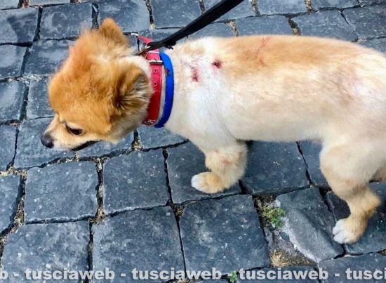 Cane azzannato a San Faustino, ferito gravemente al petto