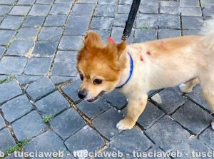 Cane azzannato a San Faustino, ferito gravemente al petto