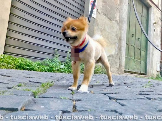 Cane azzannato a San Faustino, ferito gravemente al petto