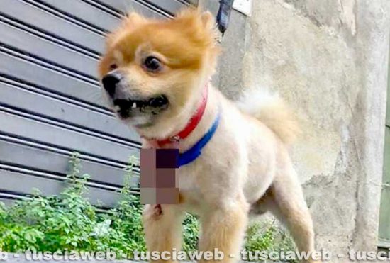 Cane azzannato a San Faustino, ferito gravemente al petto