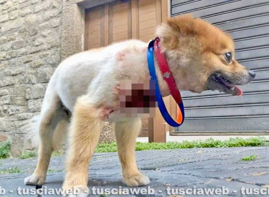 Cane azzannato a San Faustino, ferito gravemente al petto