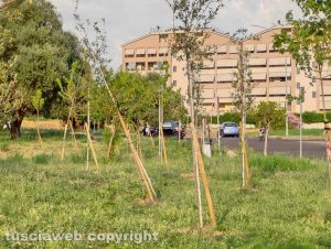 Viterbo - Gli alberi piantati a Santa Barbara