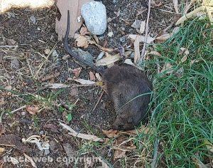 Viterbo - Un topo morto in viale Trieste