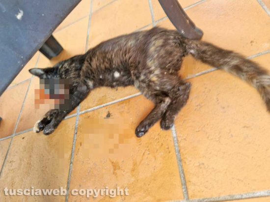 Uno dei gatti trovati morti a San Martino al Cimino