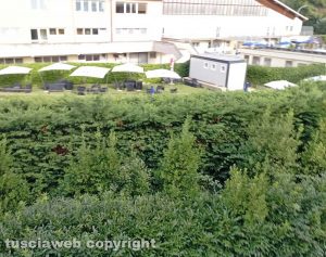 Viterbo - Le siepi della piscina comunale in via Monti Cimini