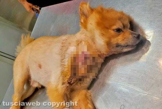 Toby dal veterinaio sotto sedativo