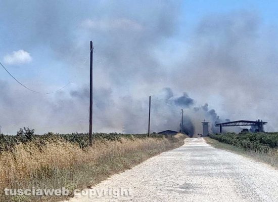 Fiamme nelle campagne di Montalto, il fuoco sfiora i capannoni