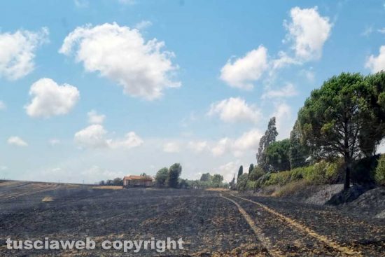 Fiamme nelle campagne di Montalto, il fuoco sfiora i capannoni